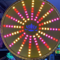 NAVIWIN HÀO QUANG FULL MÀU CÁNH SEN 